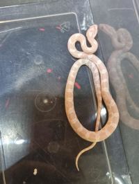 Corn Snake