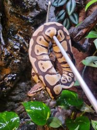 Royal Python