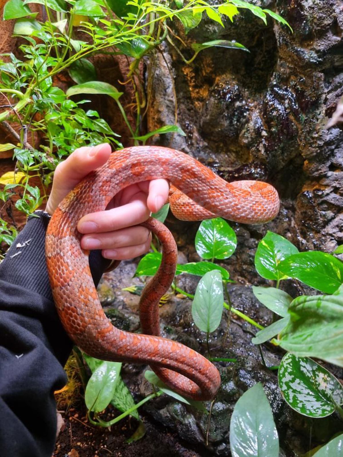 Corn Snake
