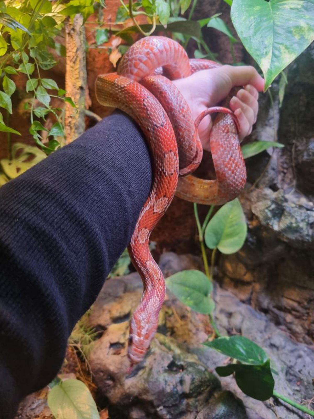 Corn Snake