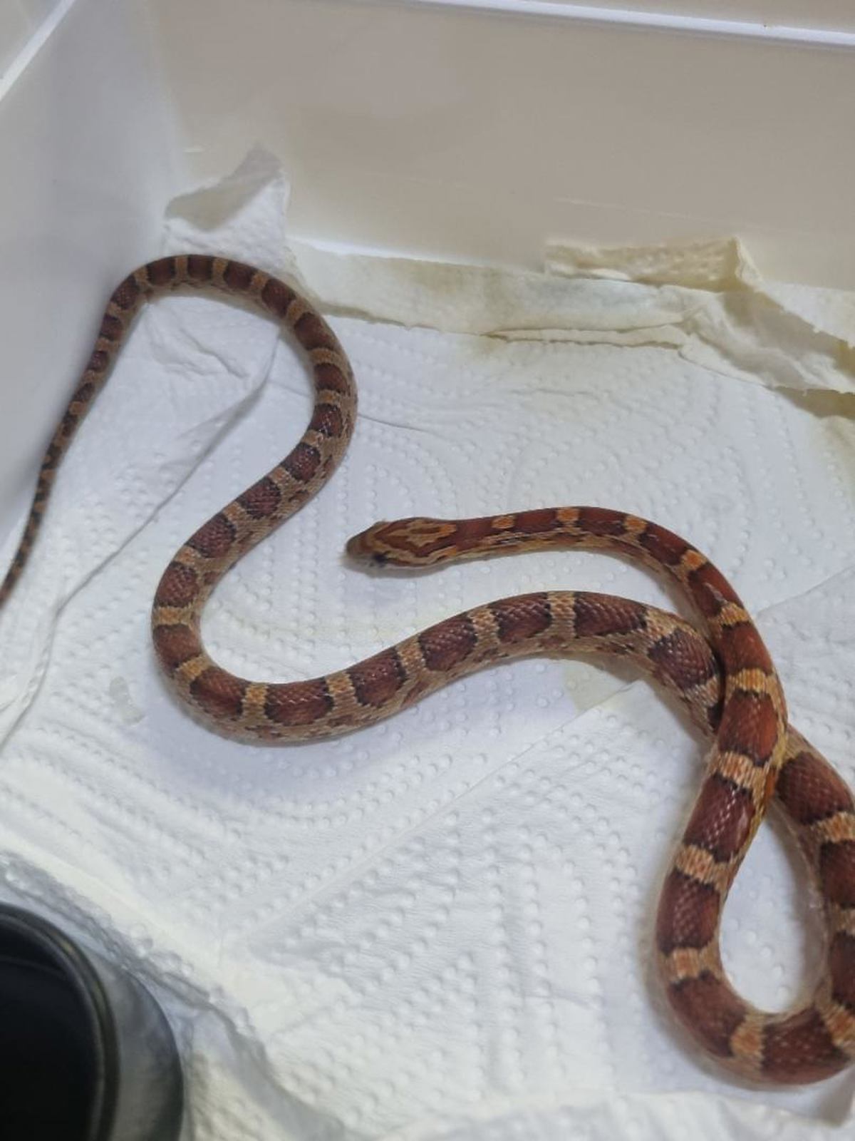 Corn Snake