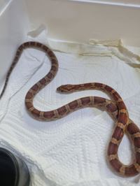 Corn Snake