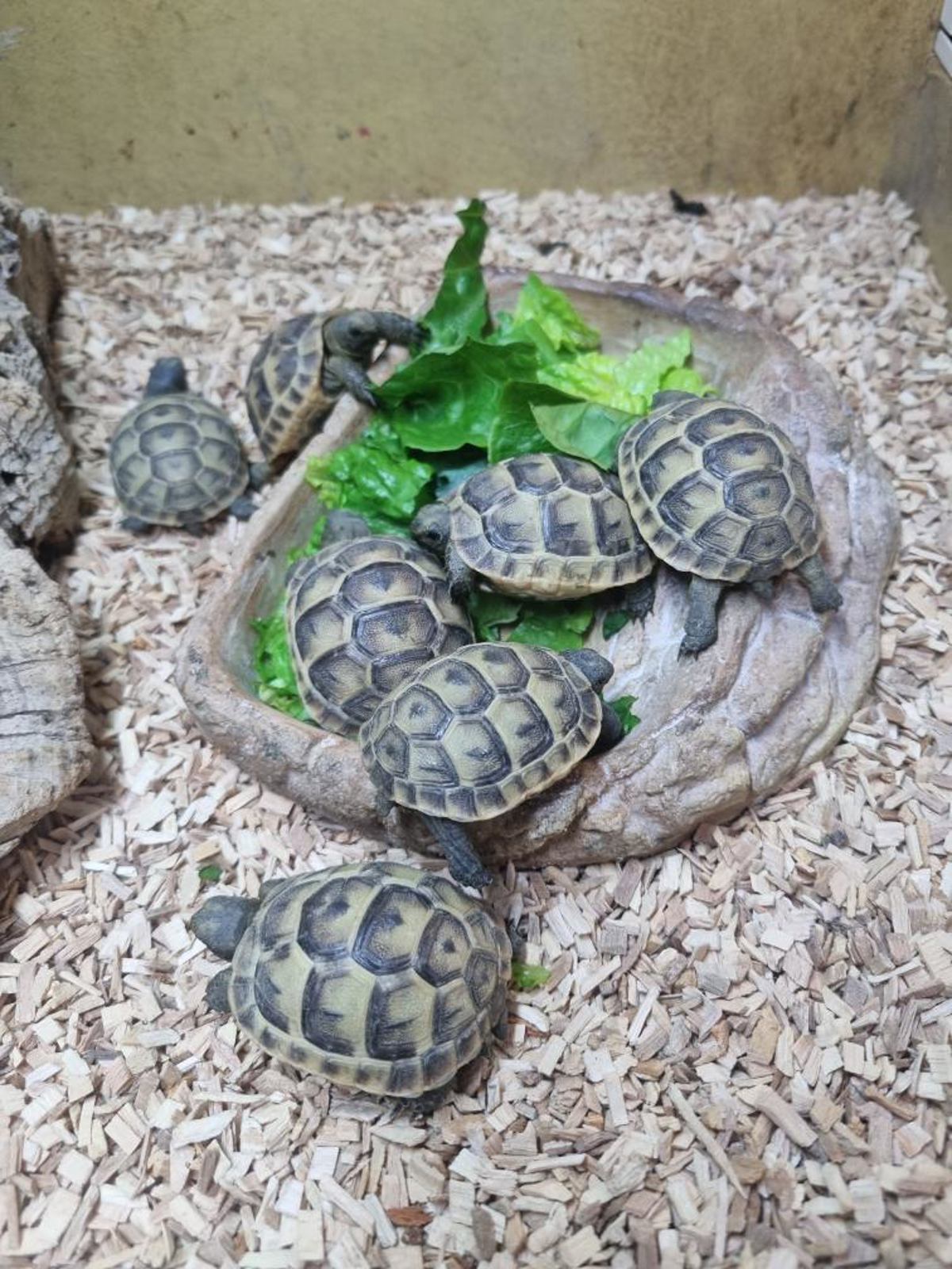 Spur Thighed Tortoise 