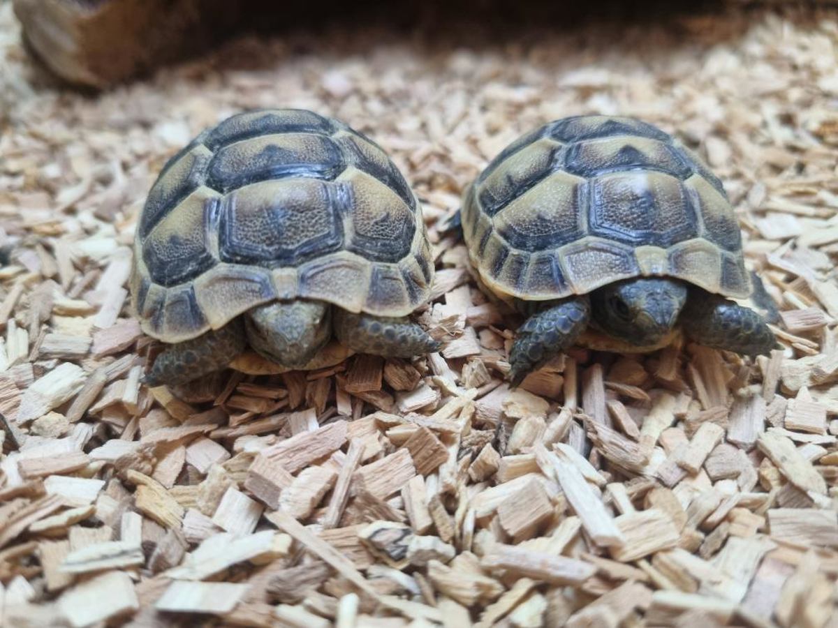 Spur Thighed Tortoise 