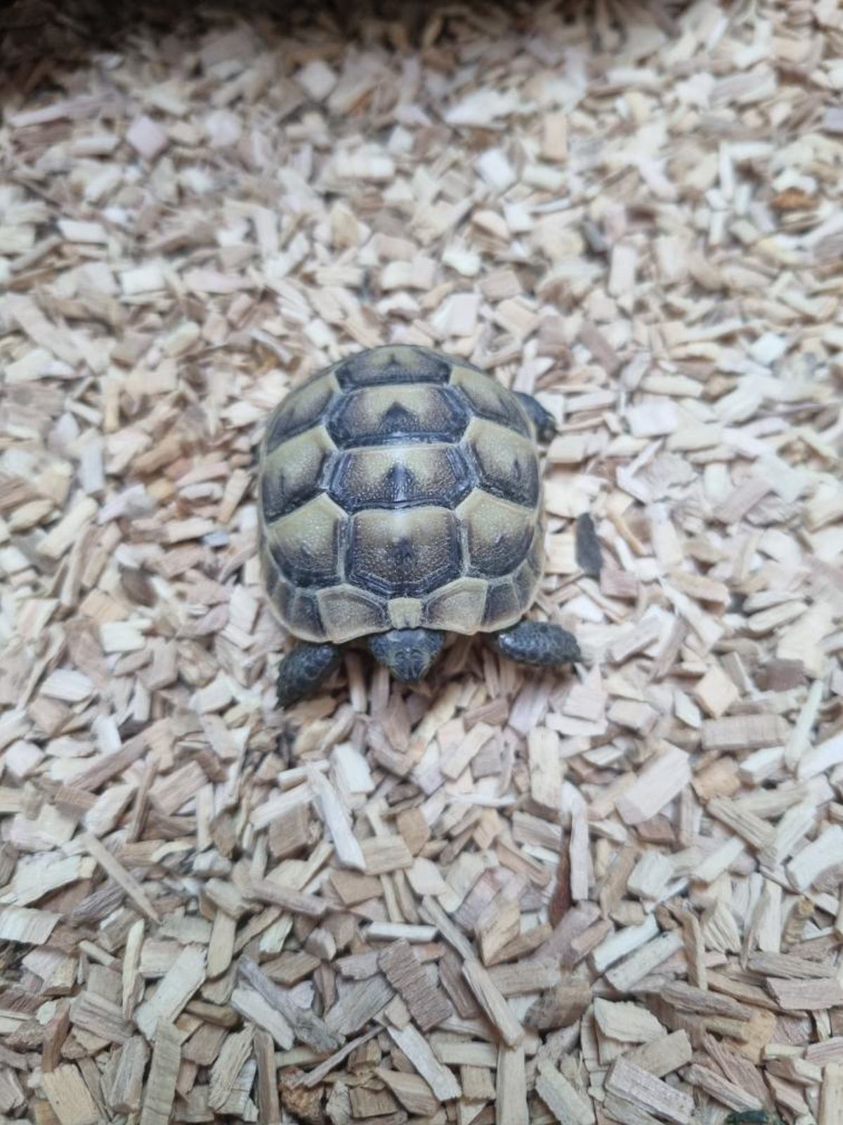 Spur Thighed Tortoise 