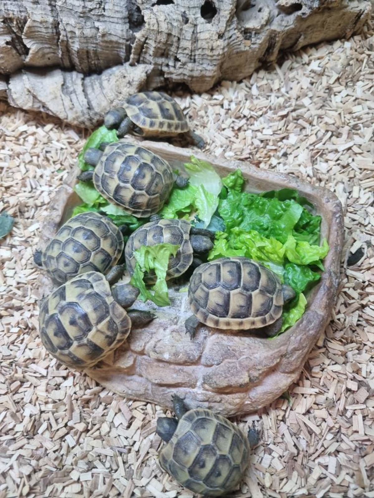 Spur Thighed Tortoise 