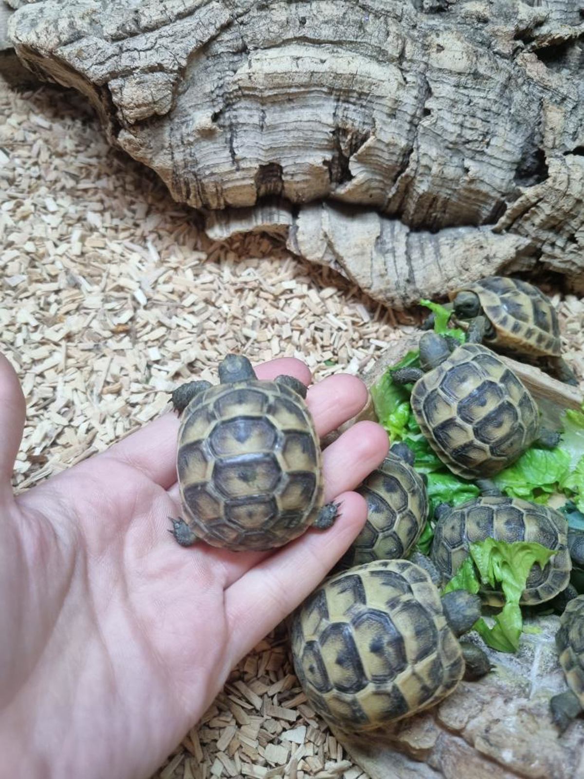 Spur Thighed Tortoise 