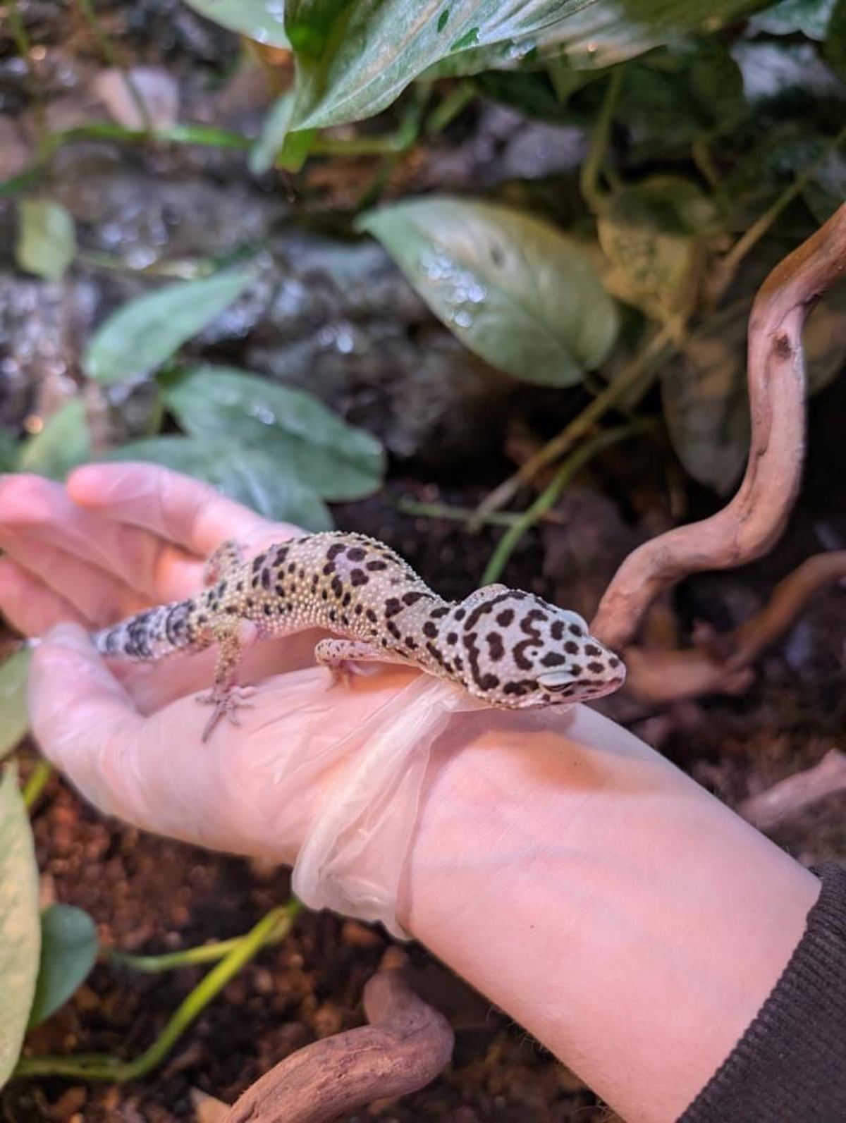 Leopard Gecko