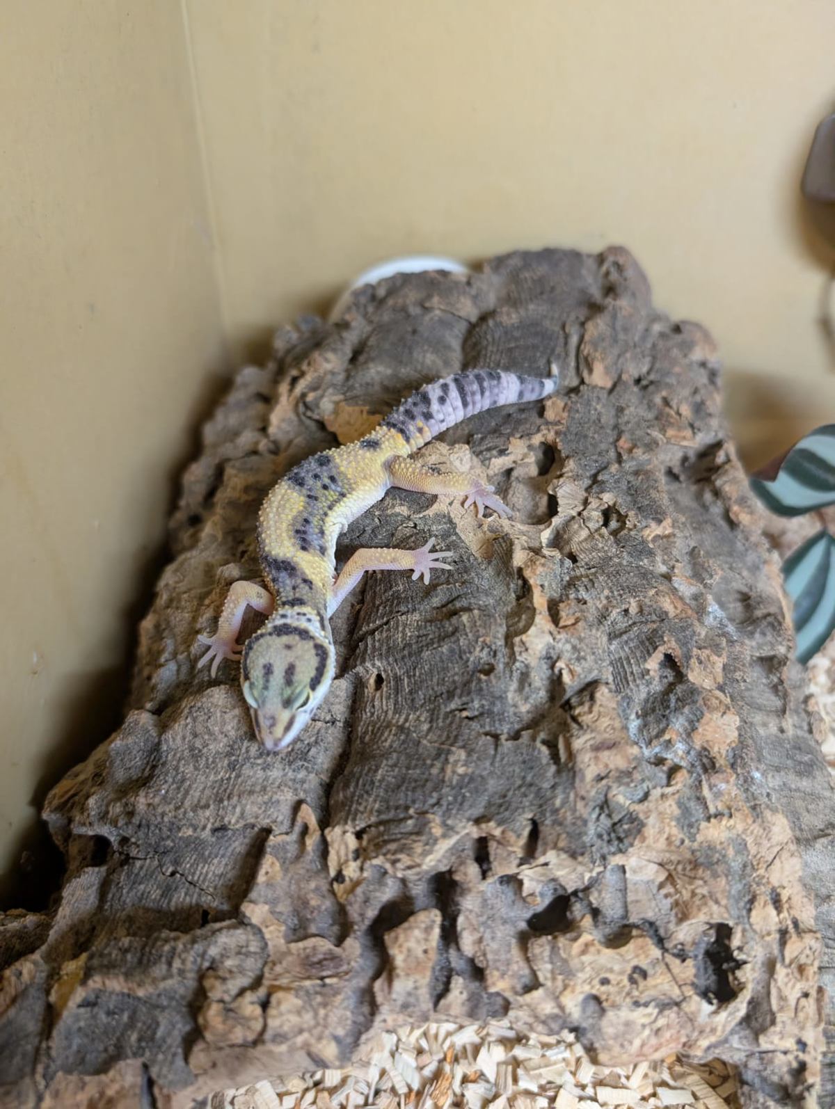 Leopard Gecko