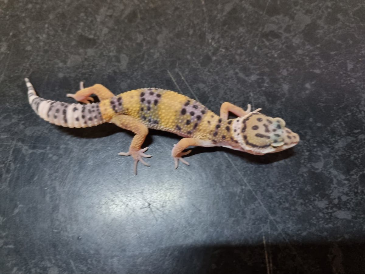 Leopard Gecko