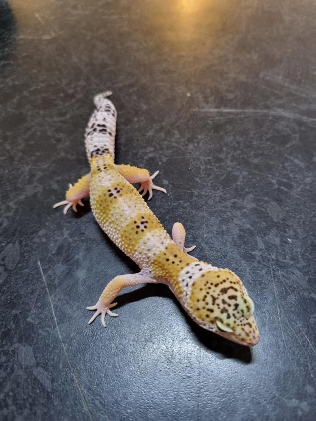 Leopard Gecko