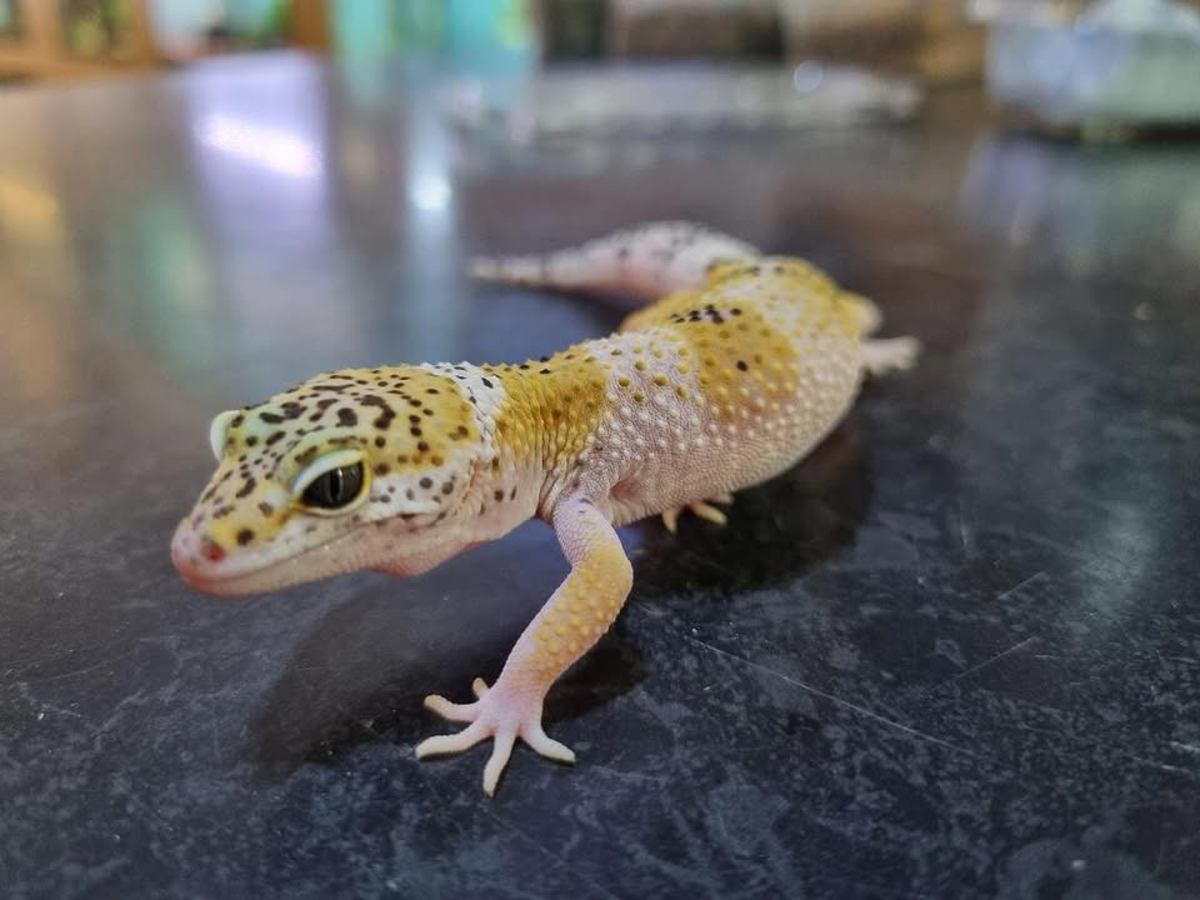 Leopard Gecko
