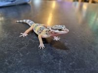 Leopard Gecko
