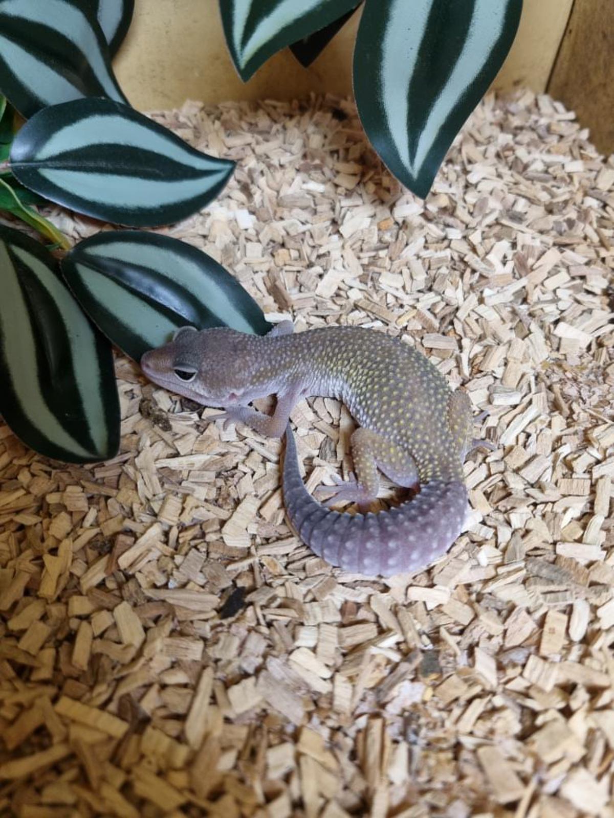 Leopard Gecko