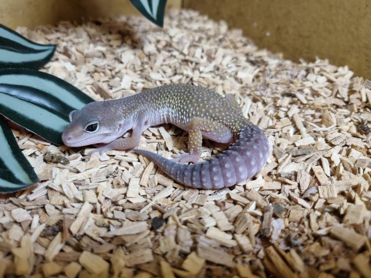 Leopard Gecko