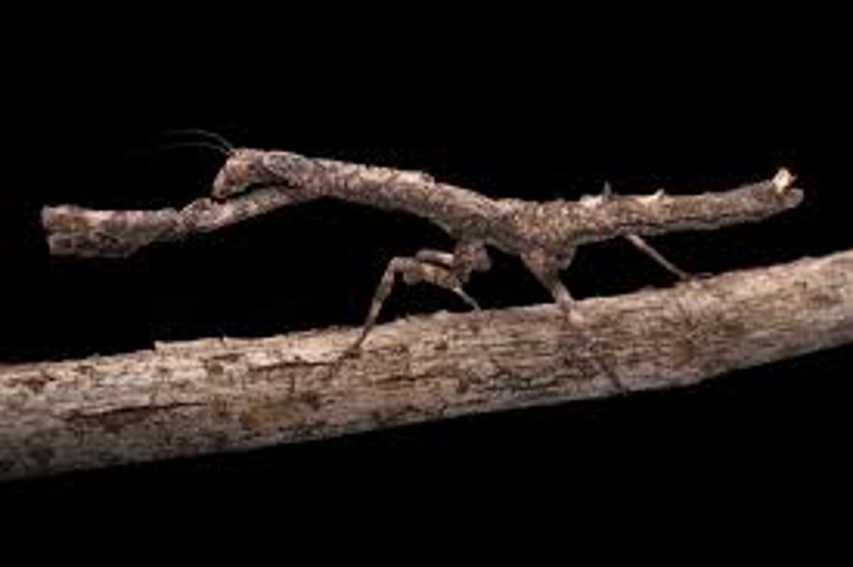African Twig Mantis