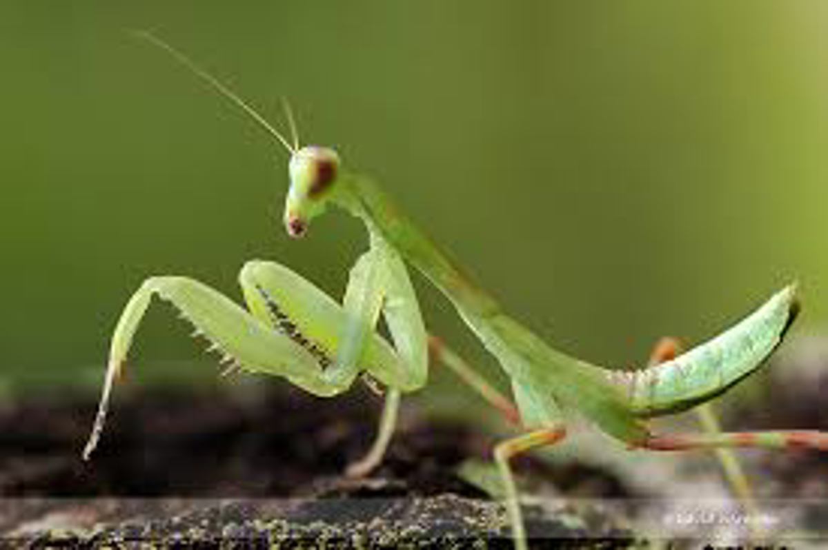 Giant Asian Mantis
