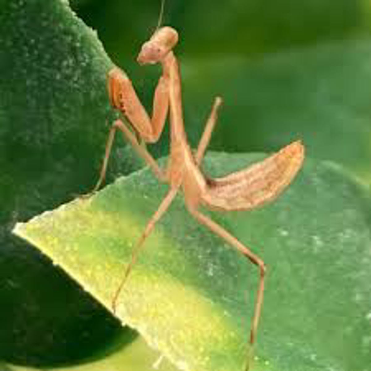 Shield Mantis