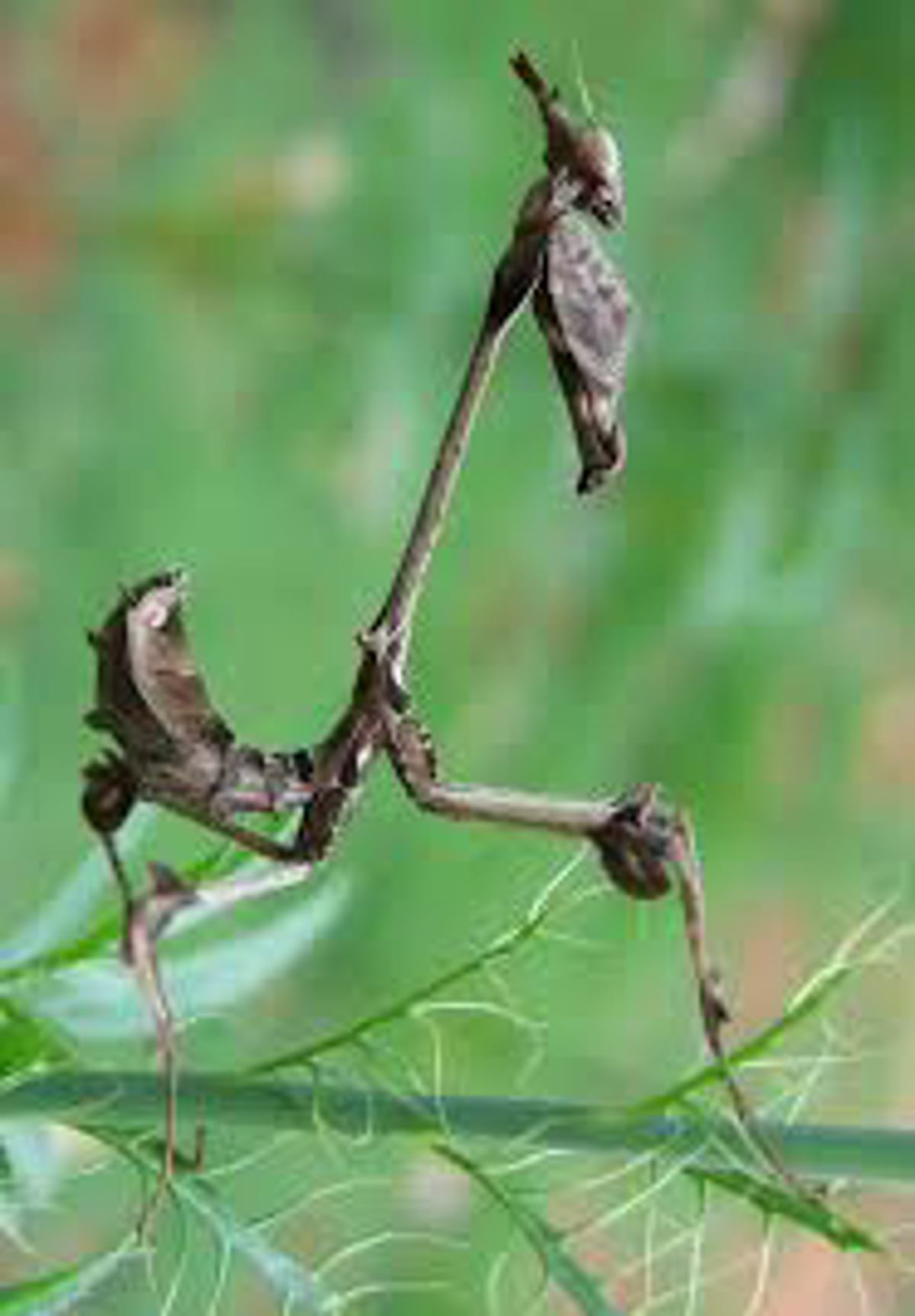 Wandering Violin Mantis