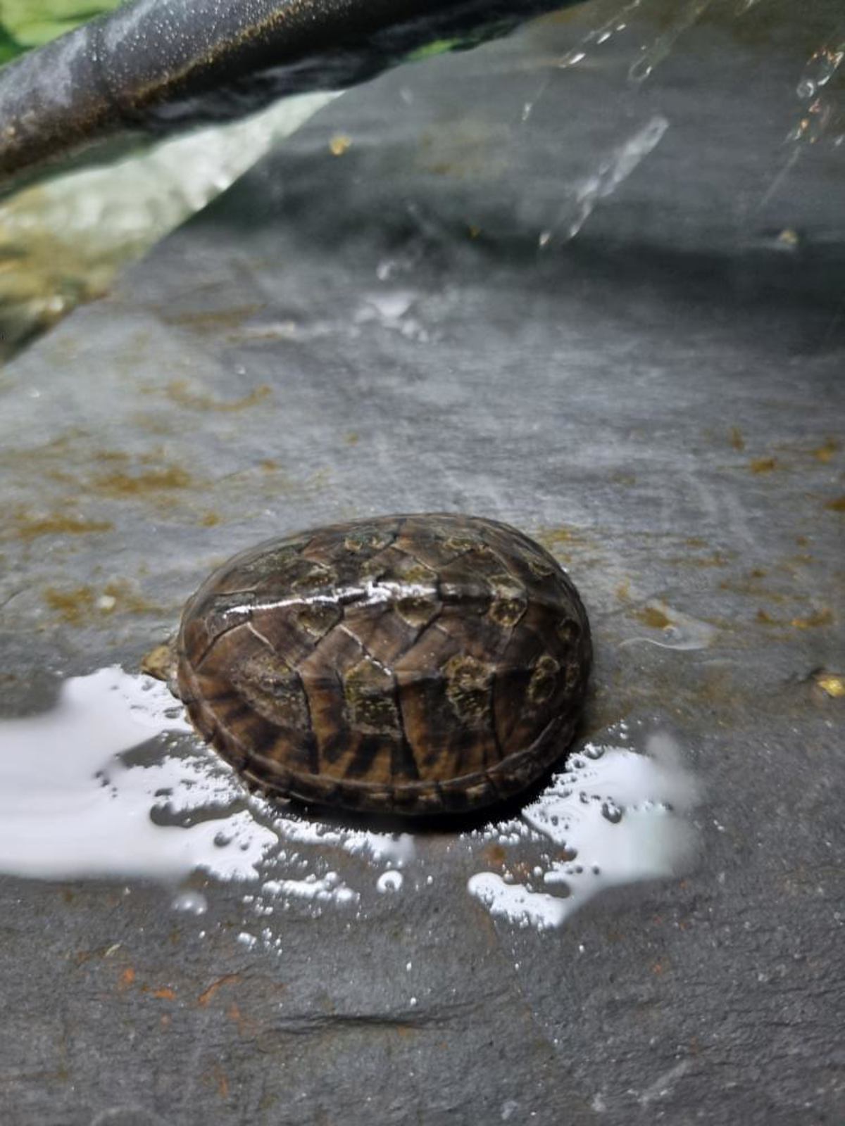 Common musk turtle