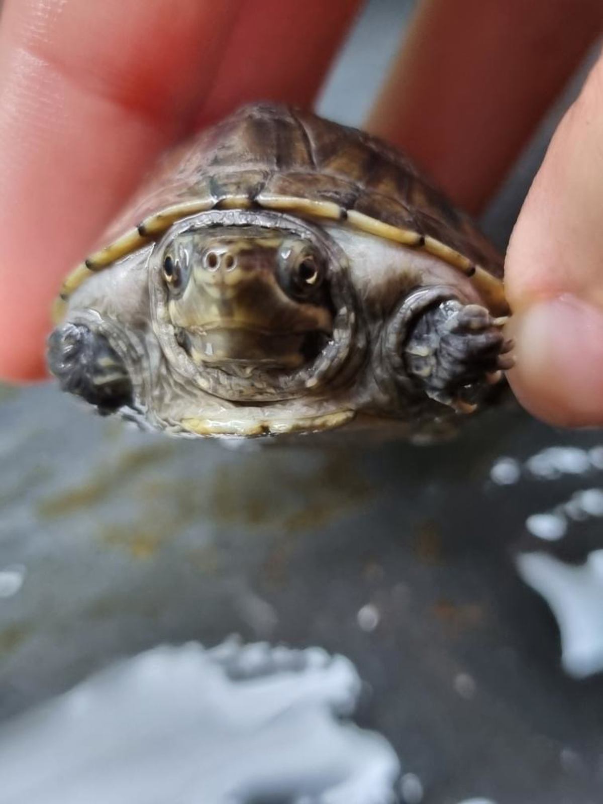 Common musk turtle