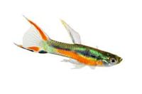Endler's Livebearers