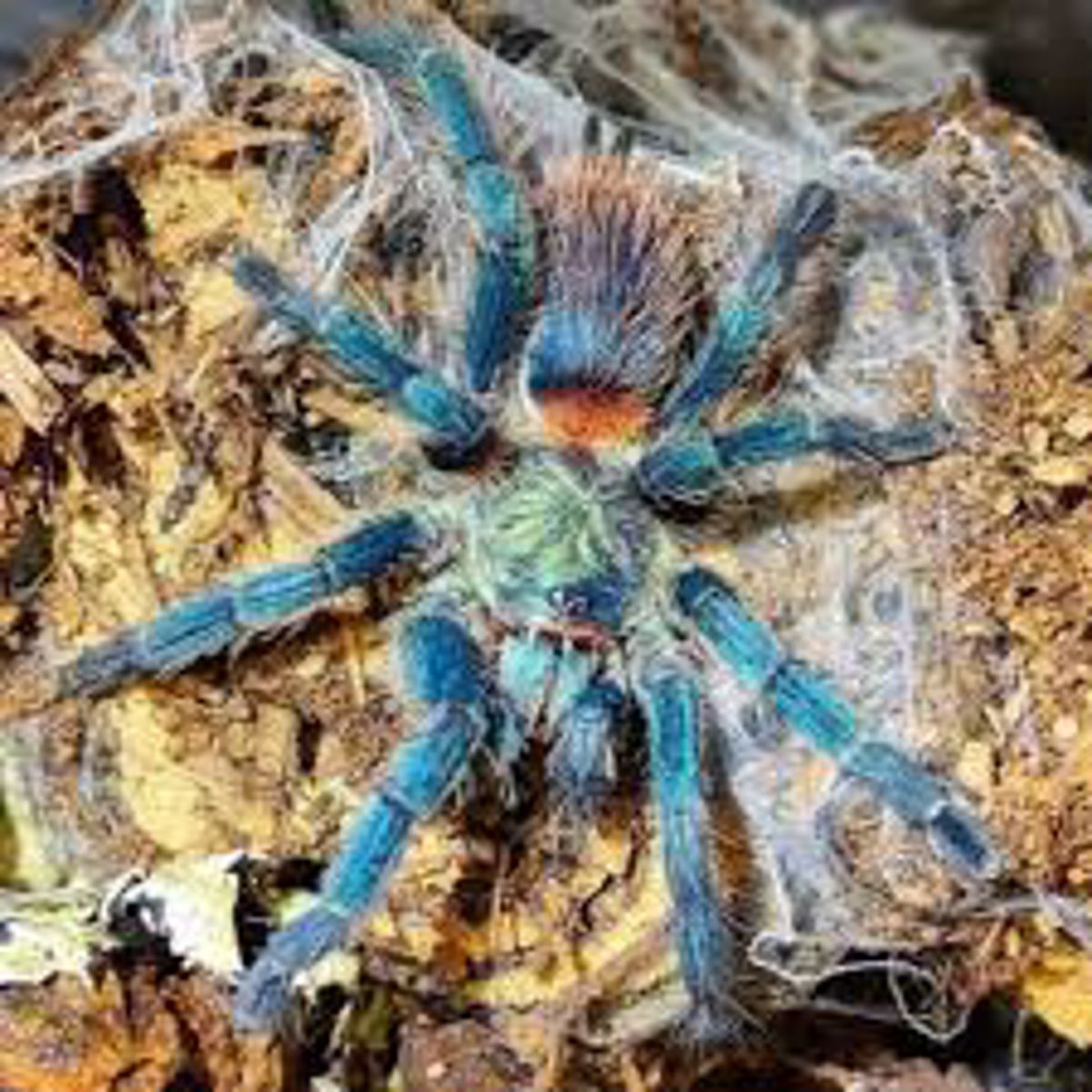 Brazilian Blue Dwarf Beauty Tarantula