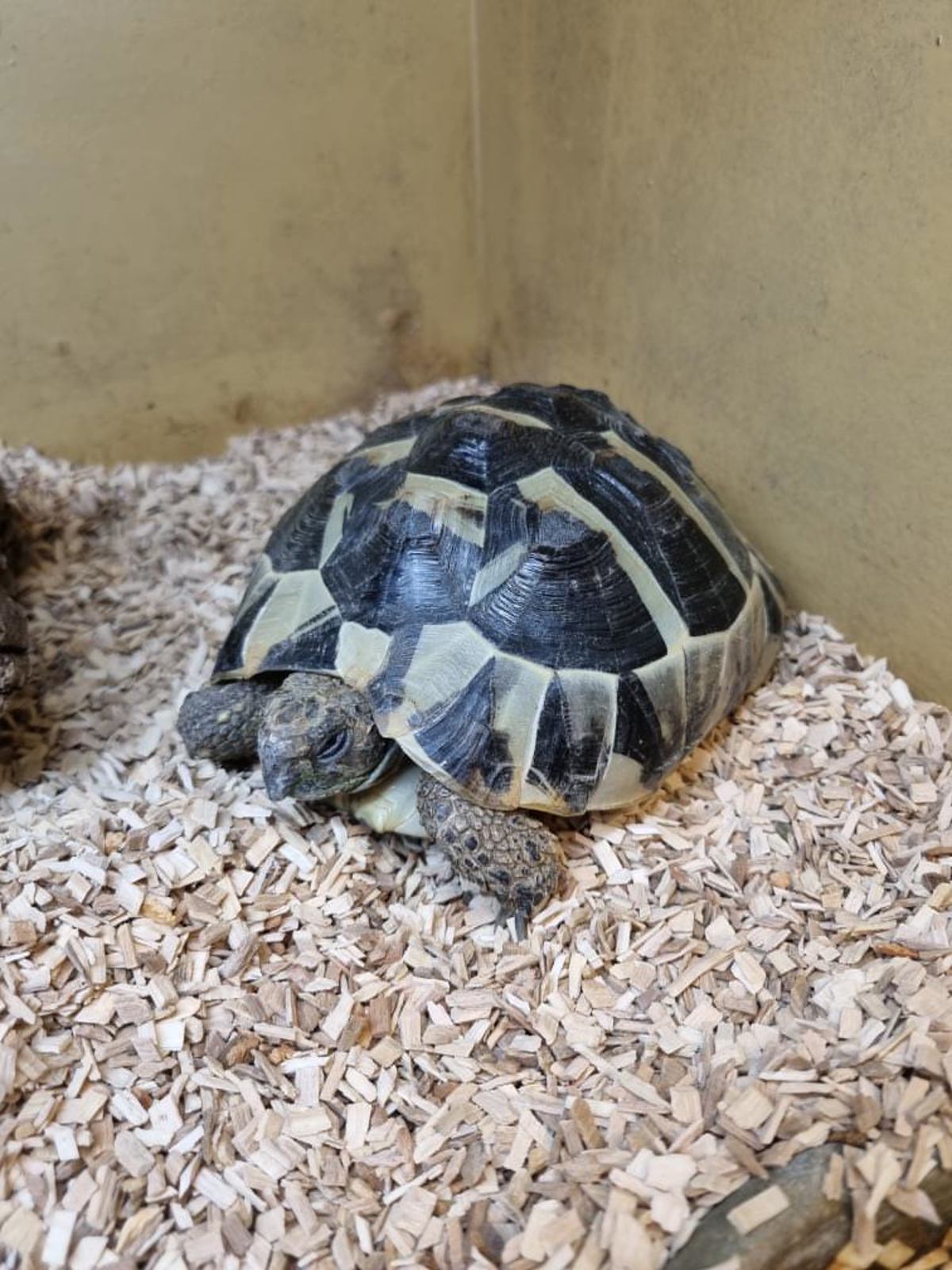 Hermann's Tortoise