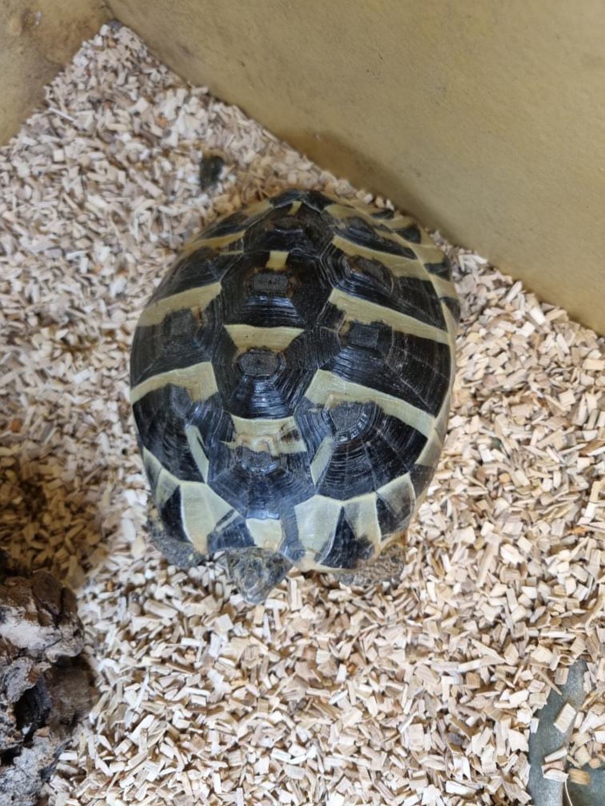 Hermann's Tortoise
