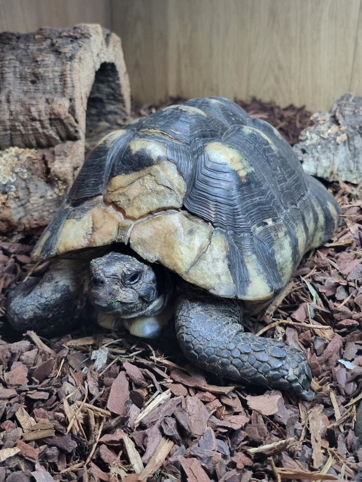 Hermann's Tortoise