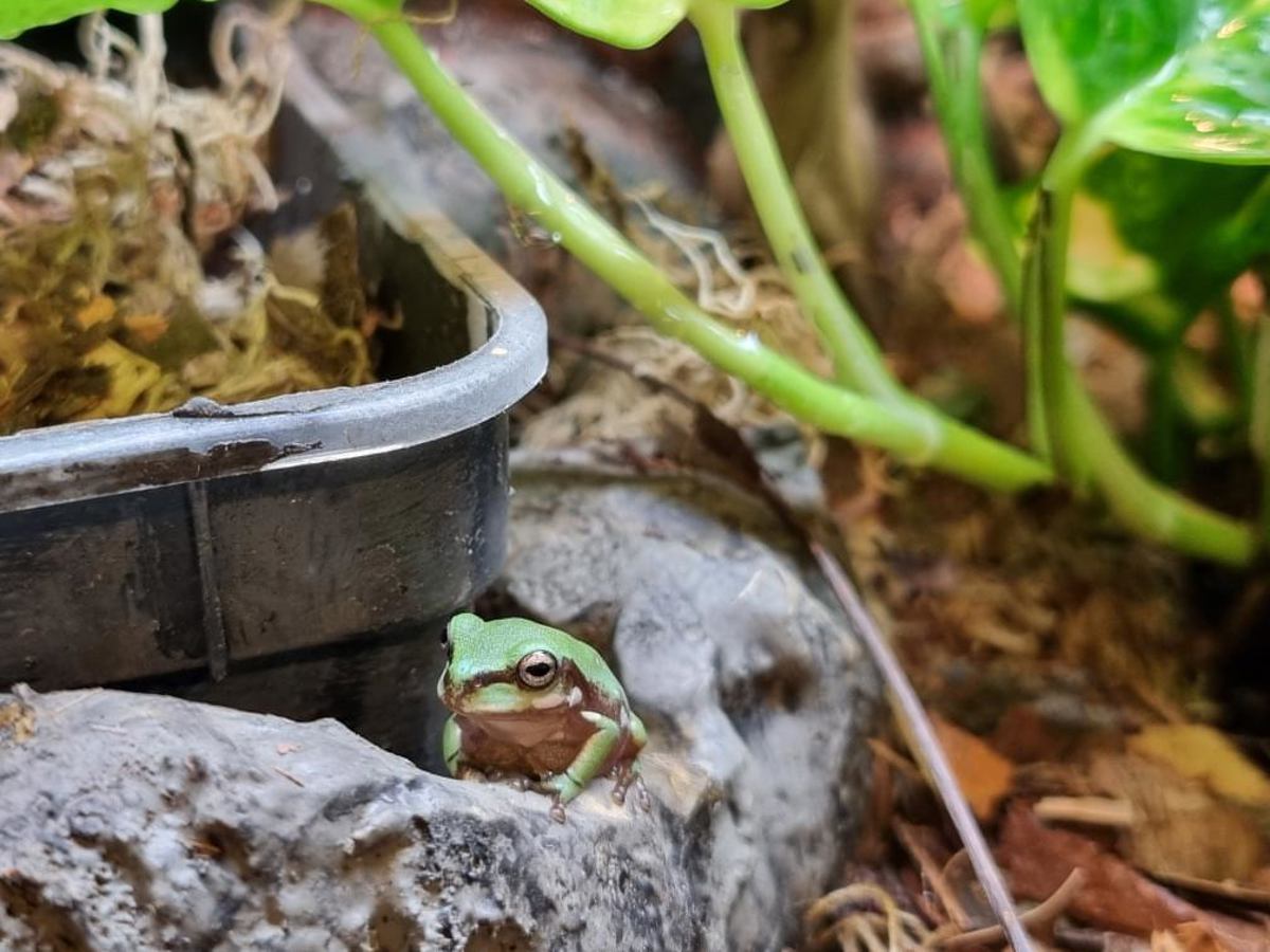 Whites Tree Frog