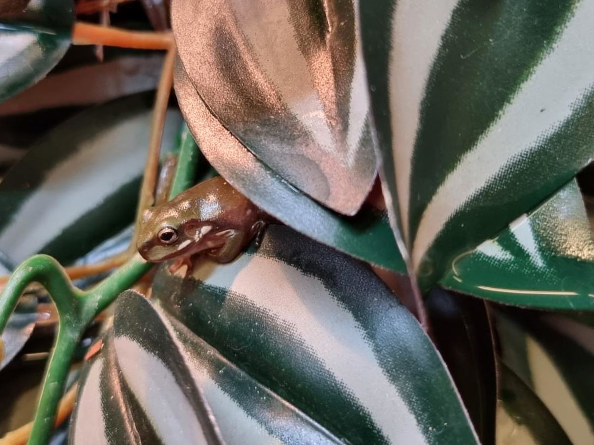 Whites Tree Frog