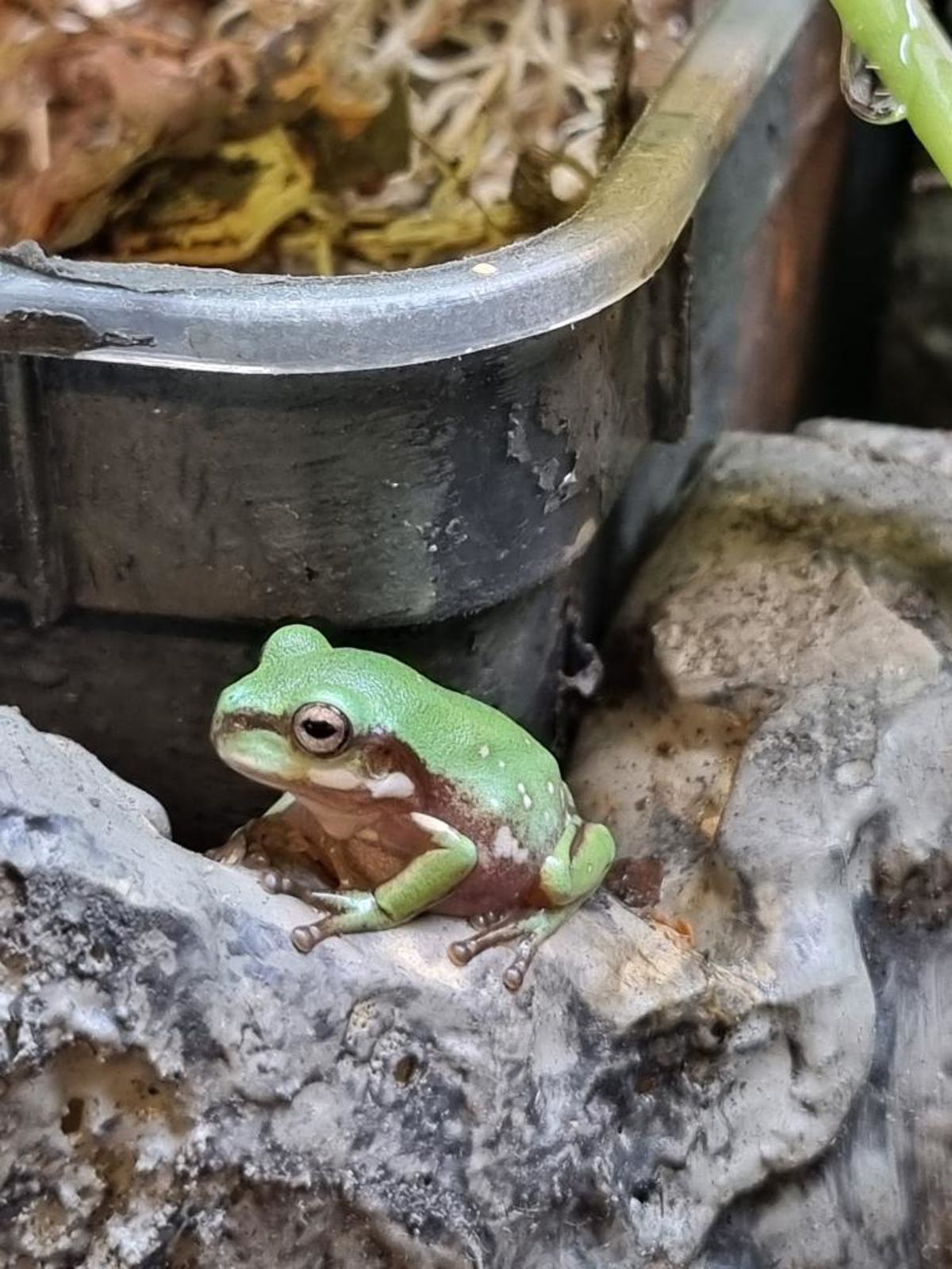 Whites Tree Frog