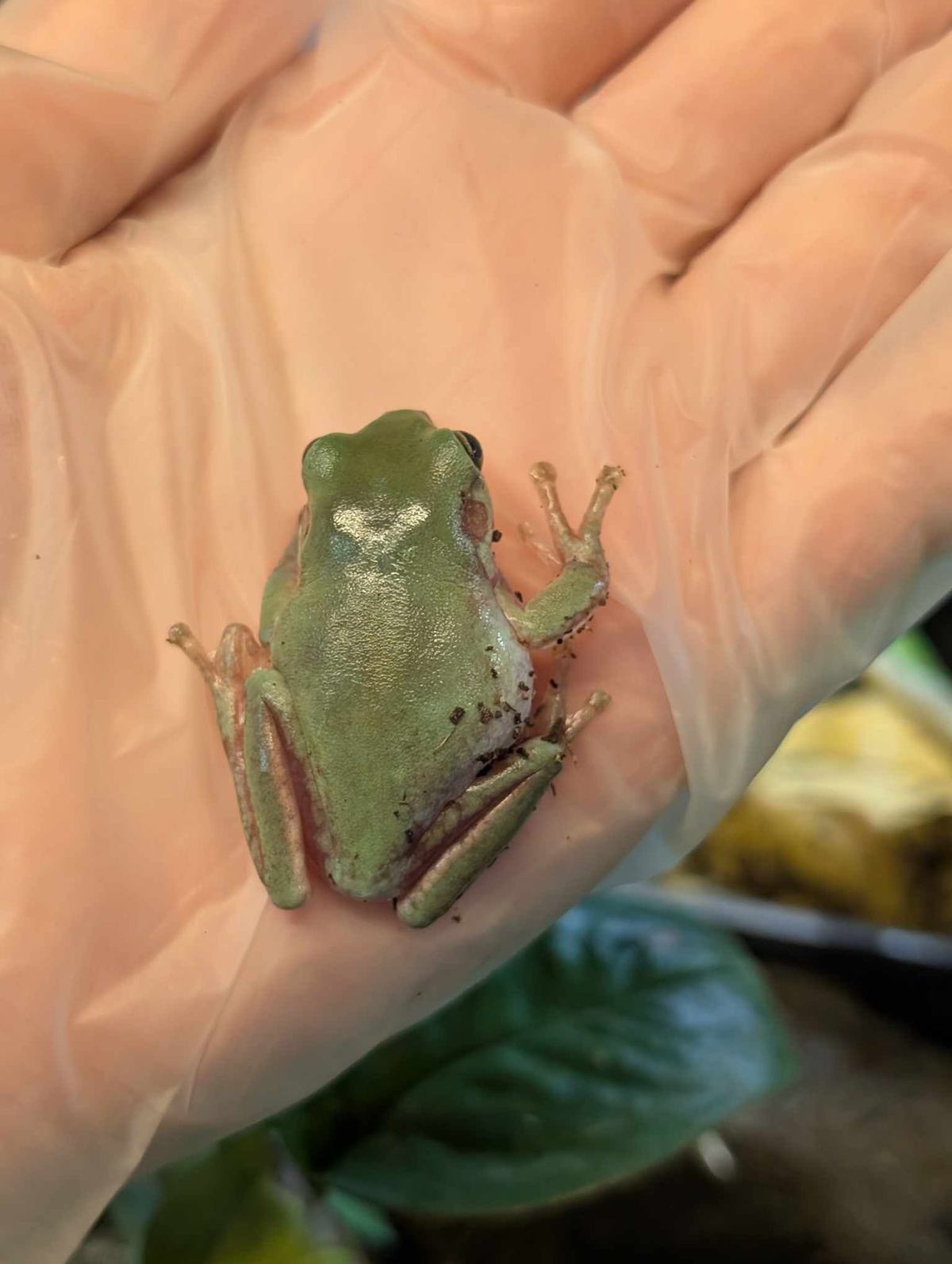 Whites Tree Frog