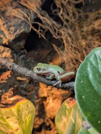 Whites Tree Frog