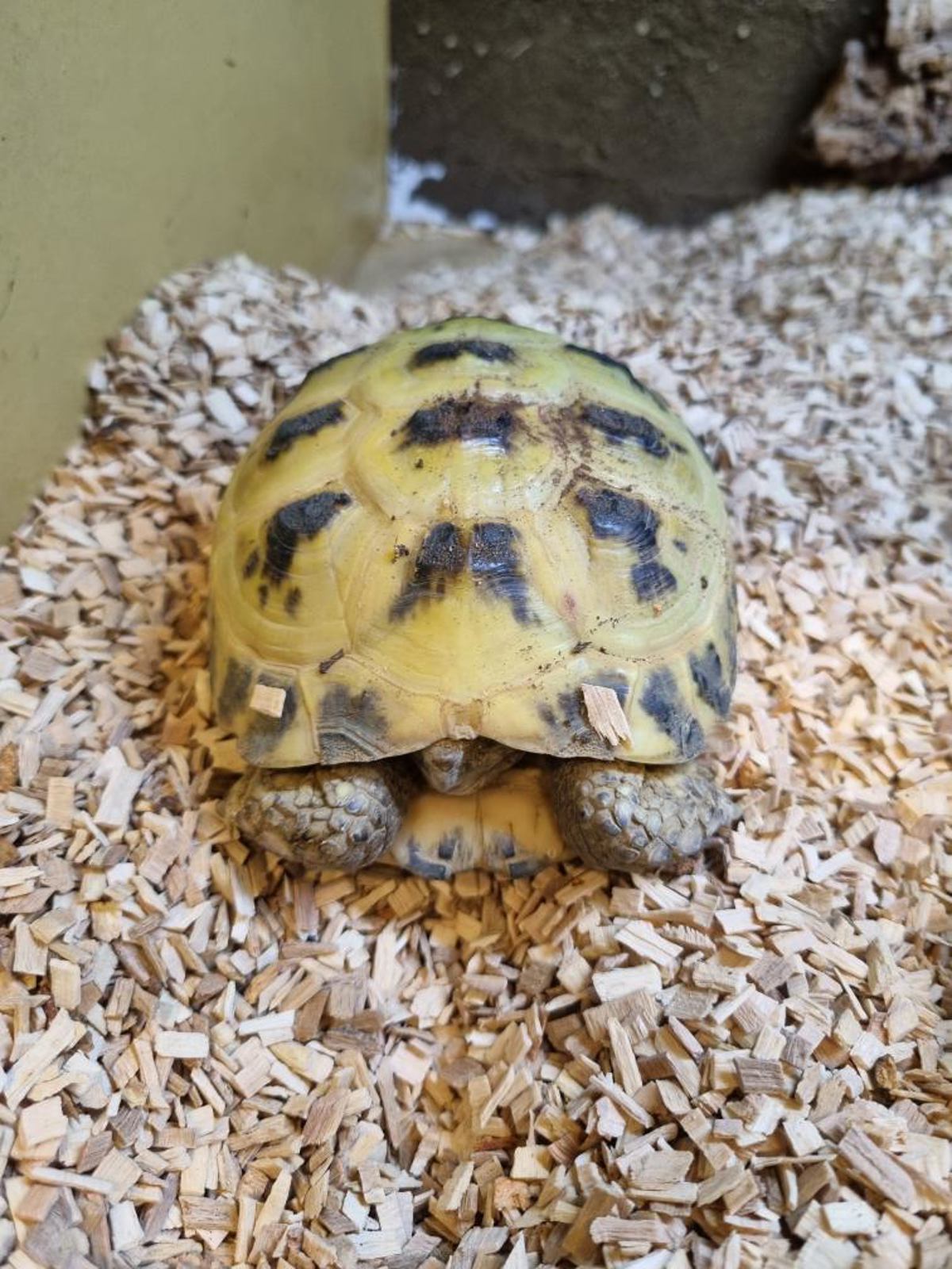 Horsefield Tortoise