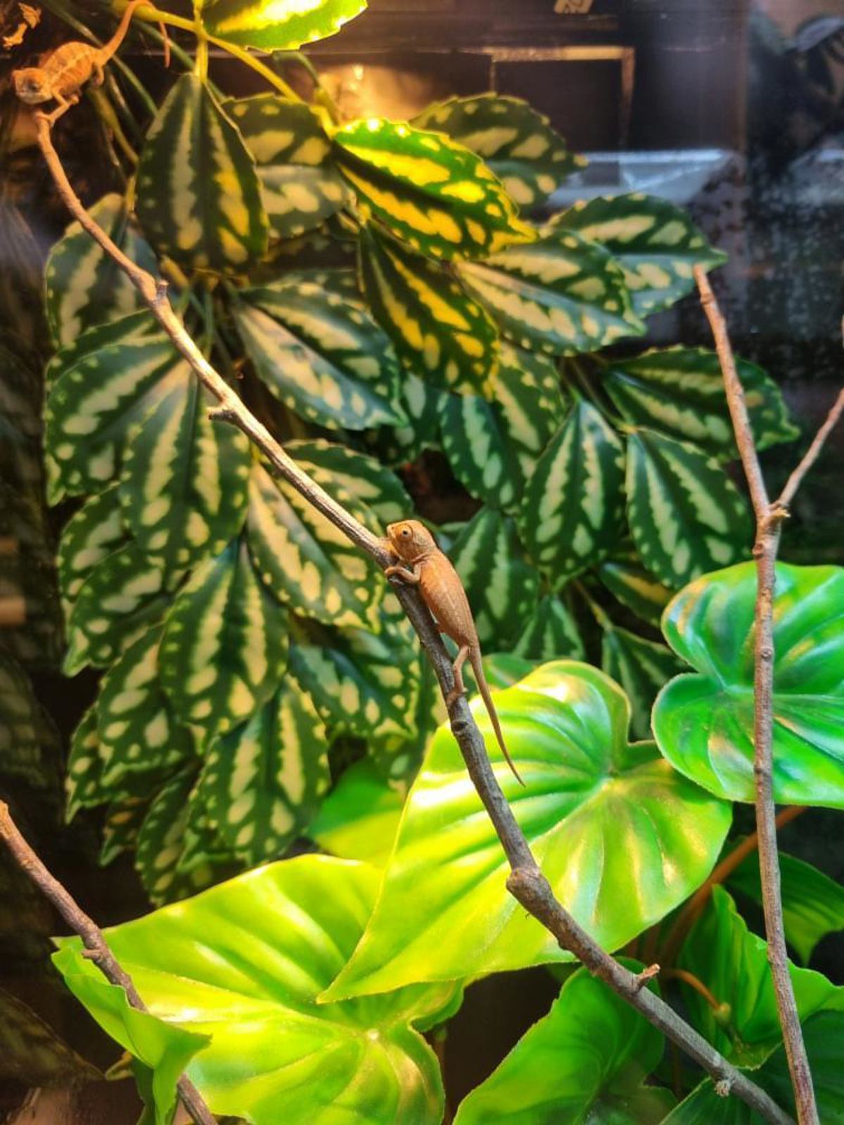Panther chameleon