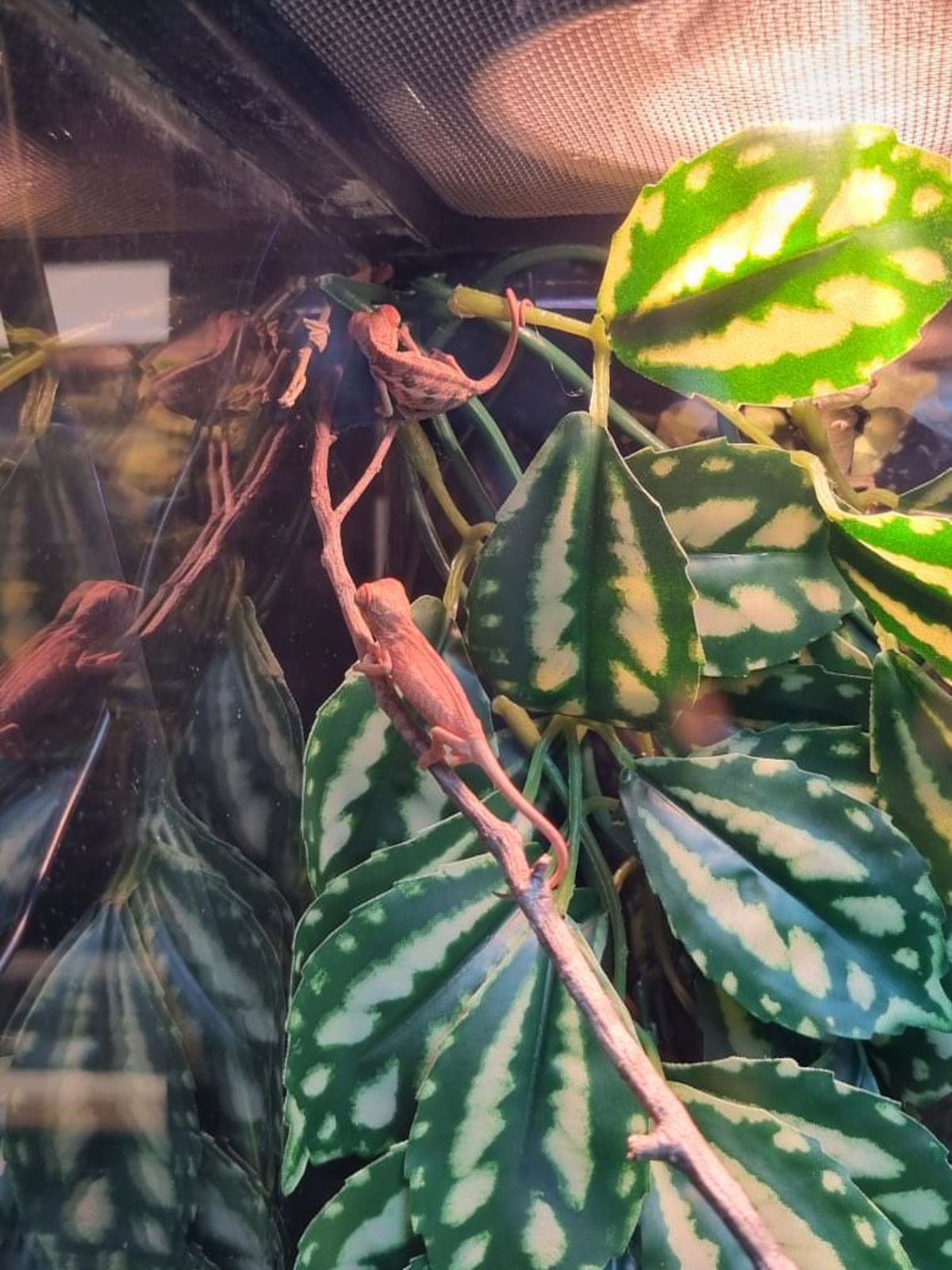 Panther chameleon