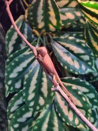 Panther chameleon