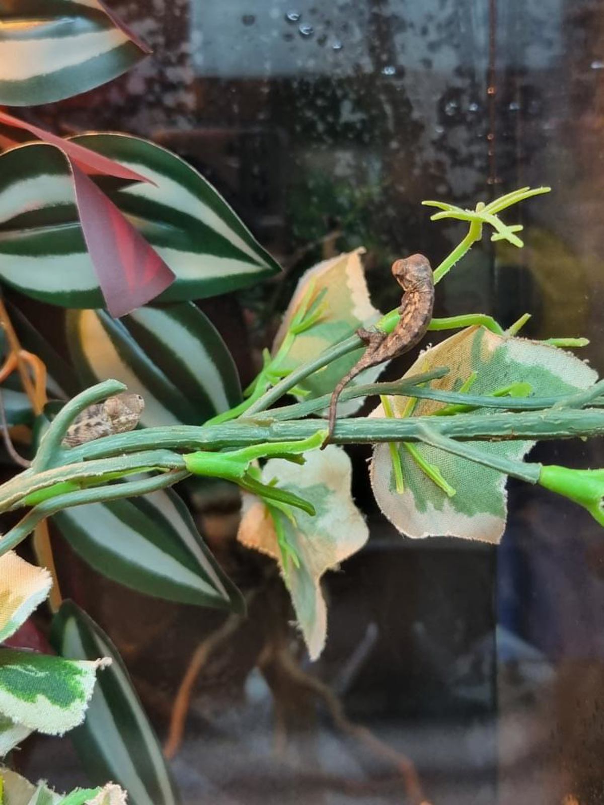 Panther chameleon