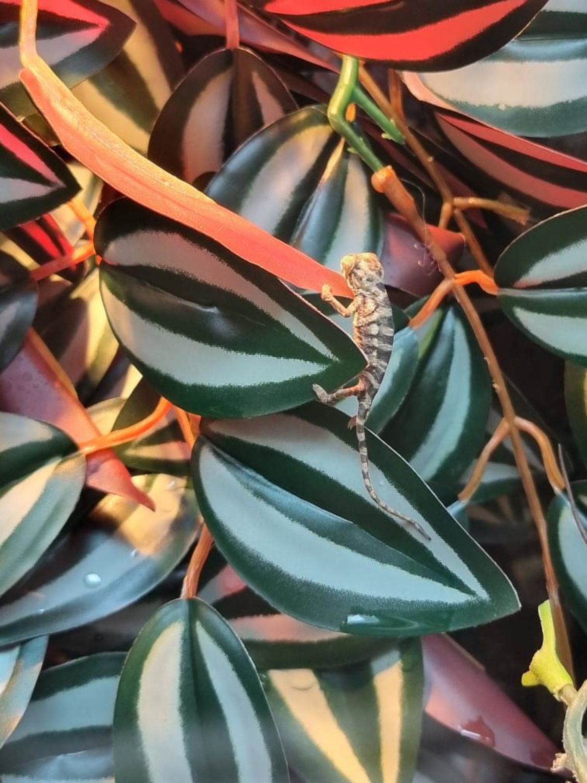Panther chameleon