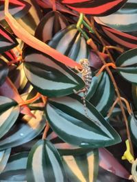 Panther chameleon