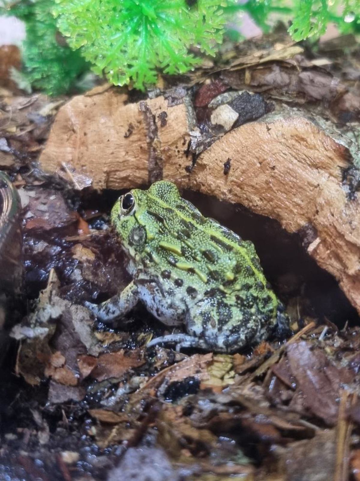 Giant African Bullfrog