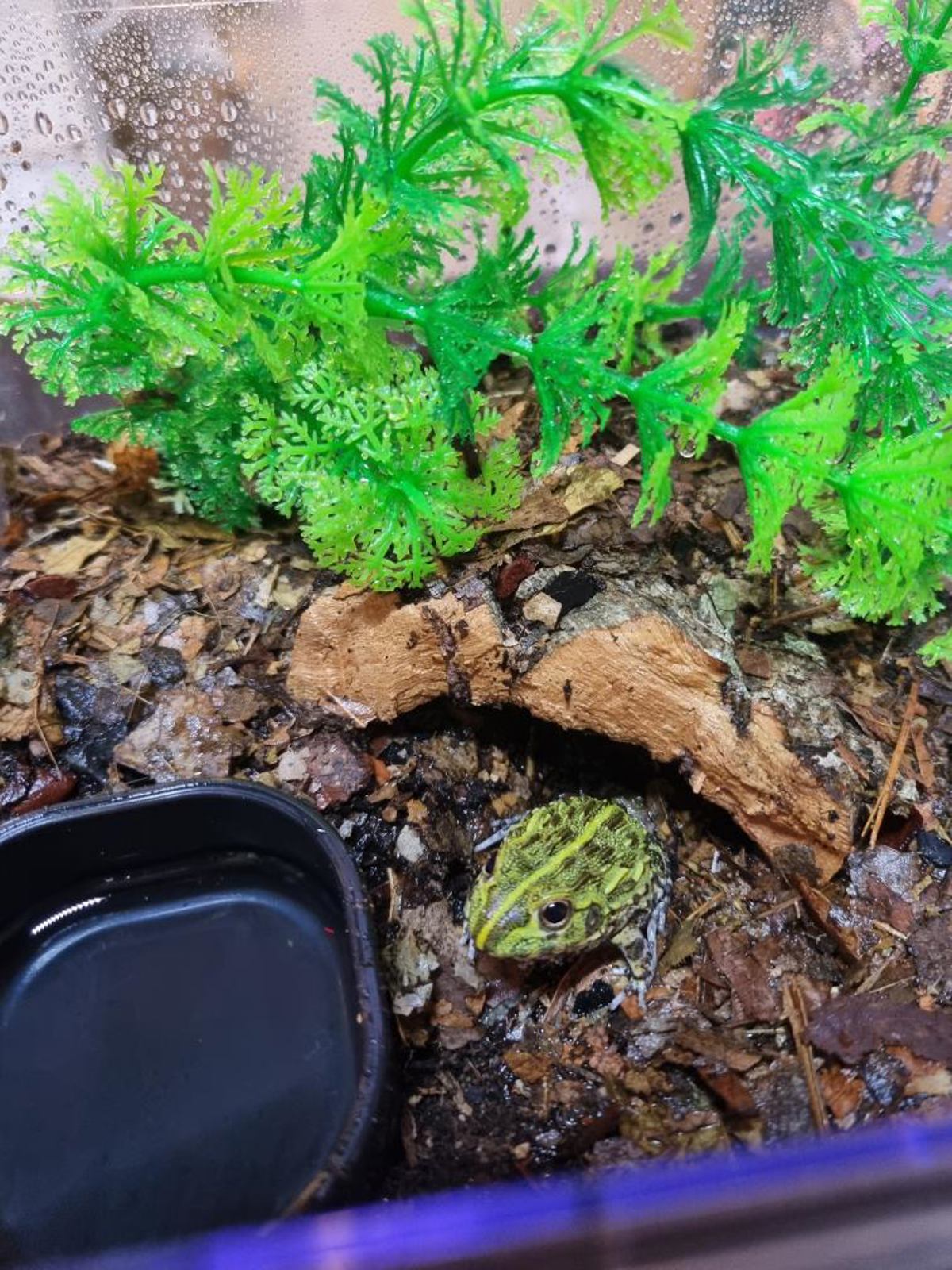 Giant African Bullfrog
