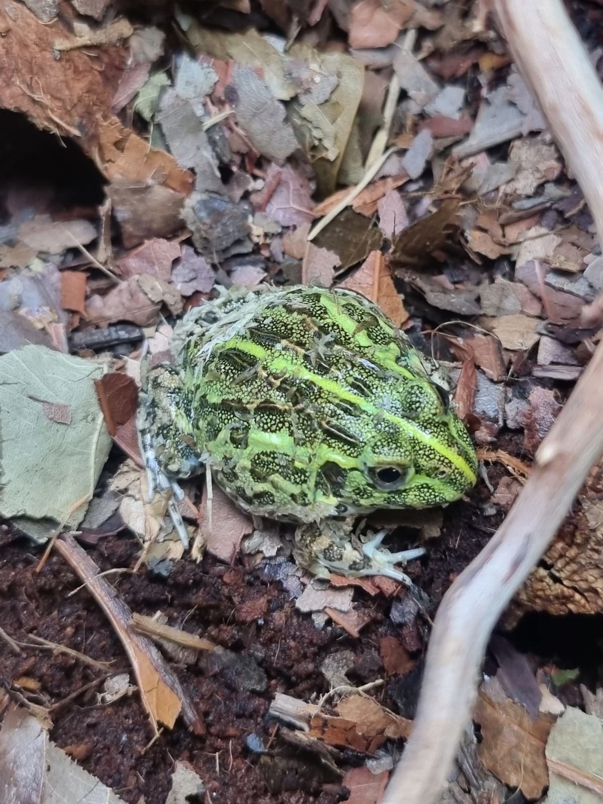 Giant African Bullfrog