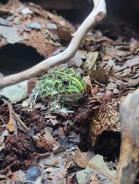 Giant African Bullfrog