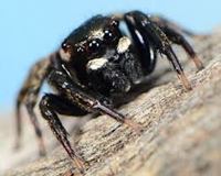 Adanson’s Jumping Spider