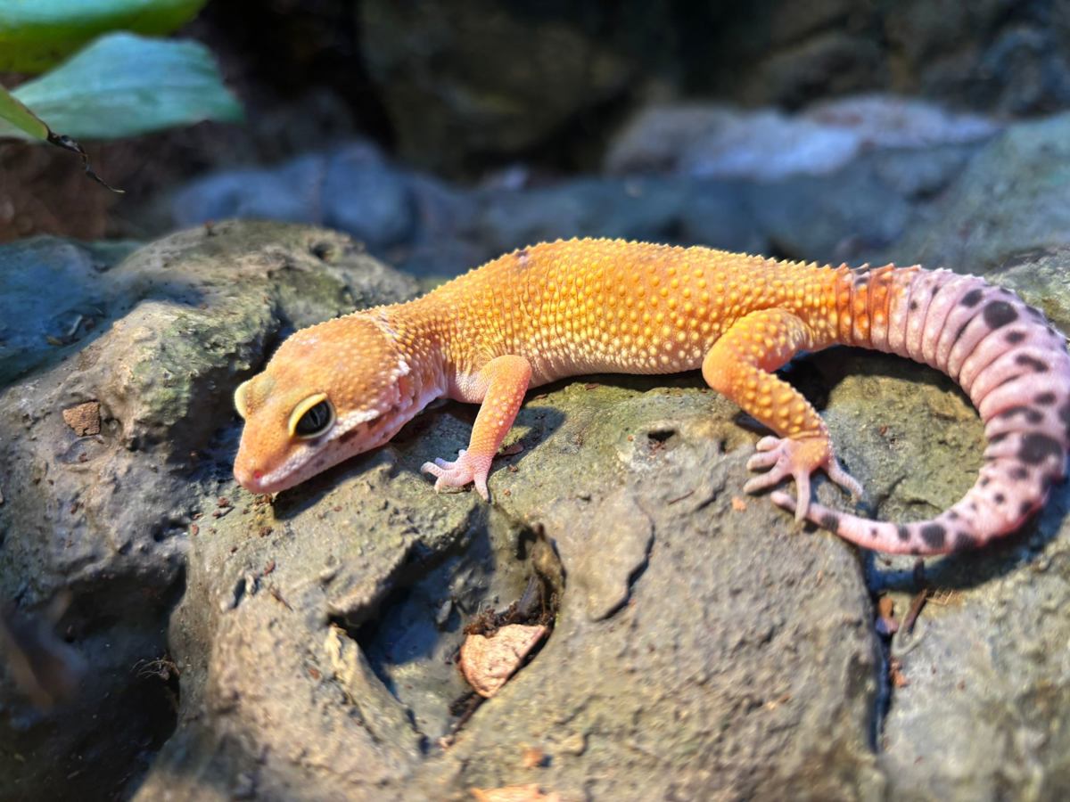 Leopard Gecko
