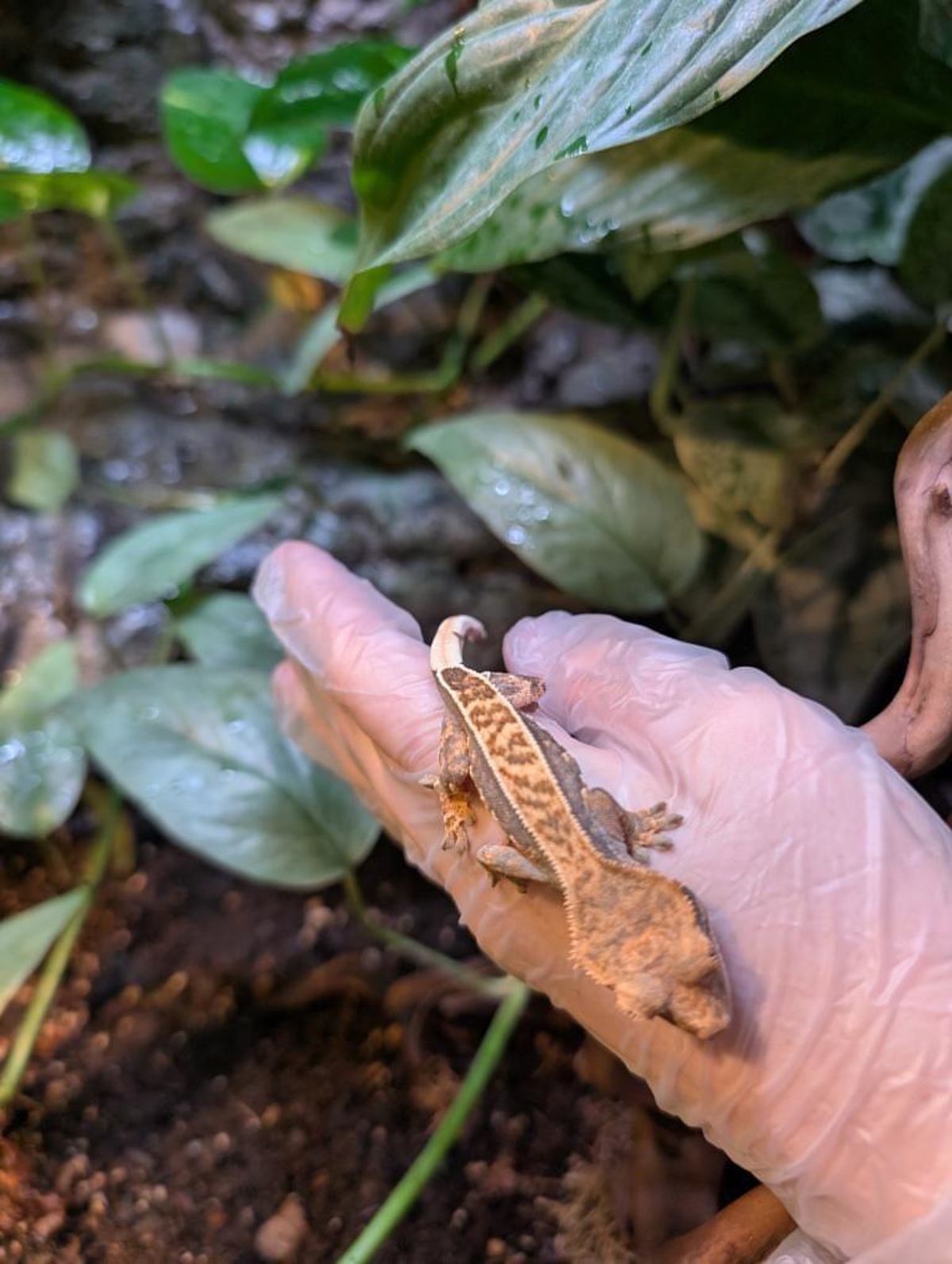 Crested Gecko