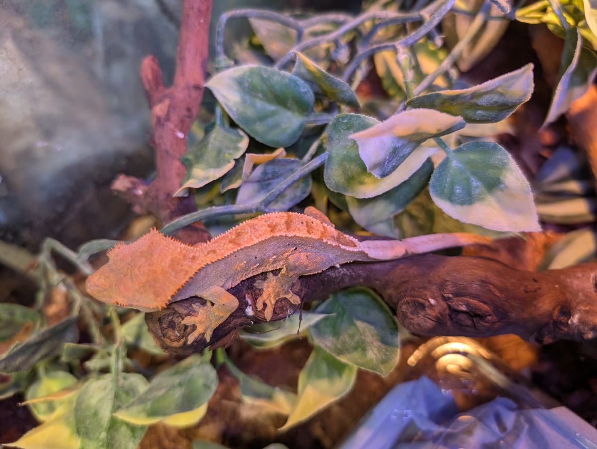 Crested Gecko